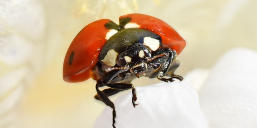 coccinelle © Magali Donat